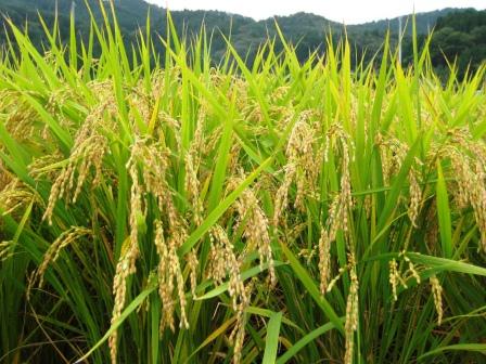 陸前高田市で、東日本大震災後に種もみの提供を受けて栽培に取り組んでいる新ブランド米「たかたのゆめ」