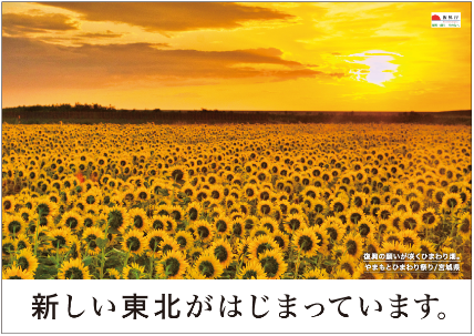 Yamamoto Sunflower Field （Miyagi）