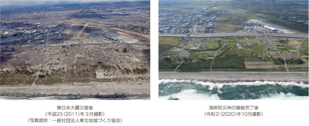 図表 5-12-5 被災直後と植栽後の仙台湾沿岸海岸防災林