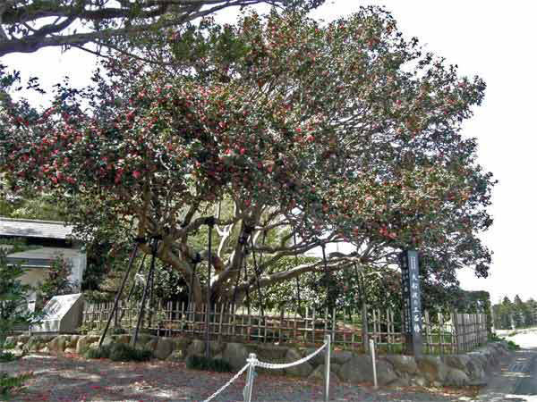 「椿」の産業化に向けた活動