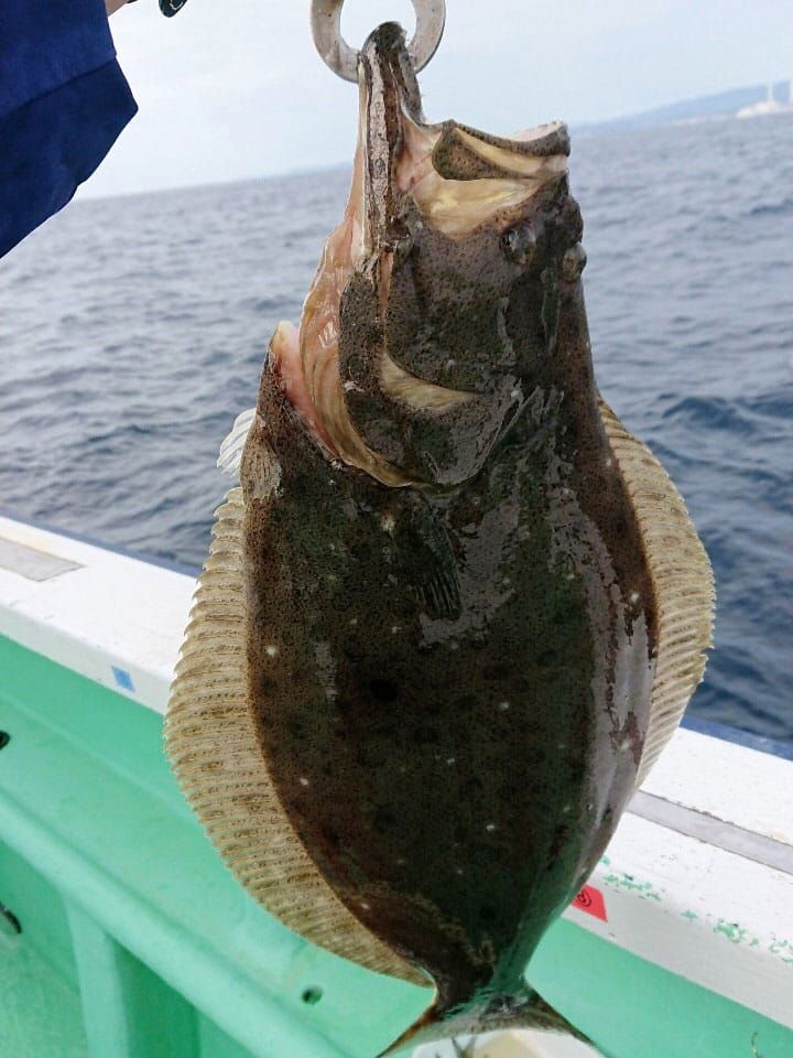 水揚げされたまるまると太った大きなヒラメが、船上でフックをかけられ吊り下げられている写真