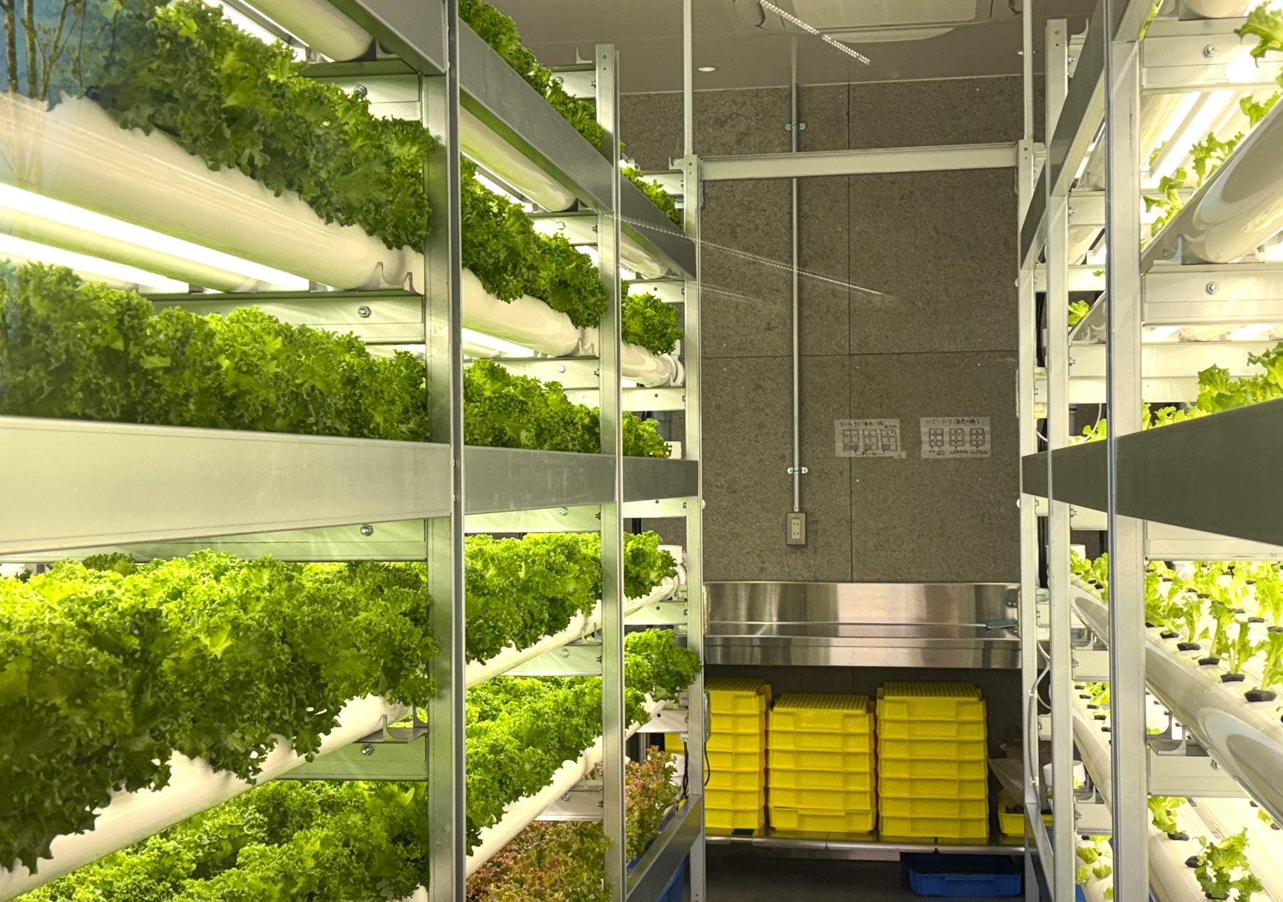 水耕栽培による完全無農薬のリーフレタス