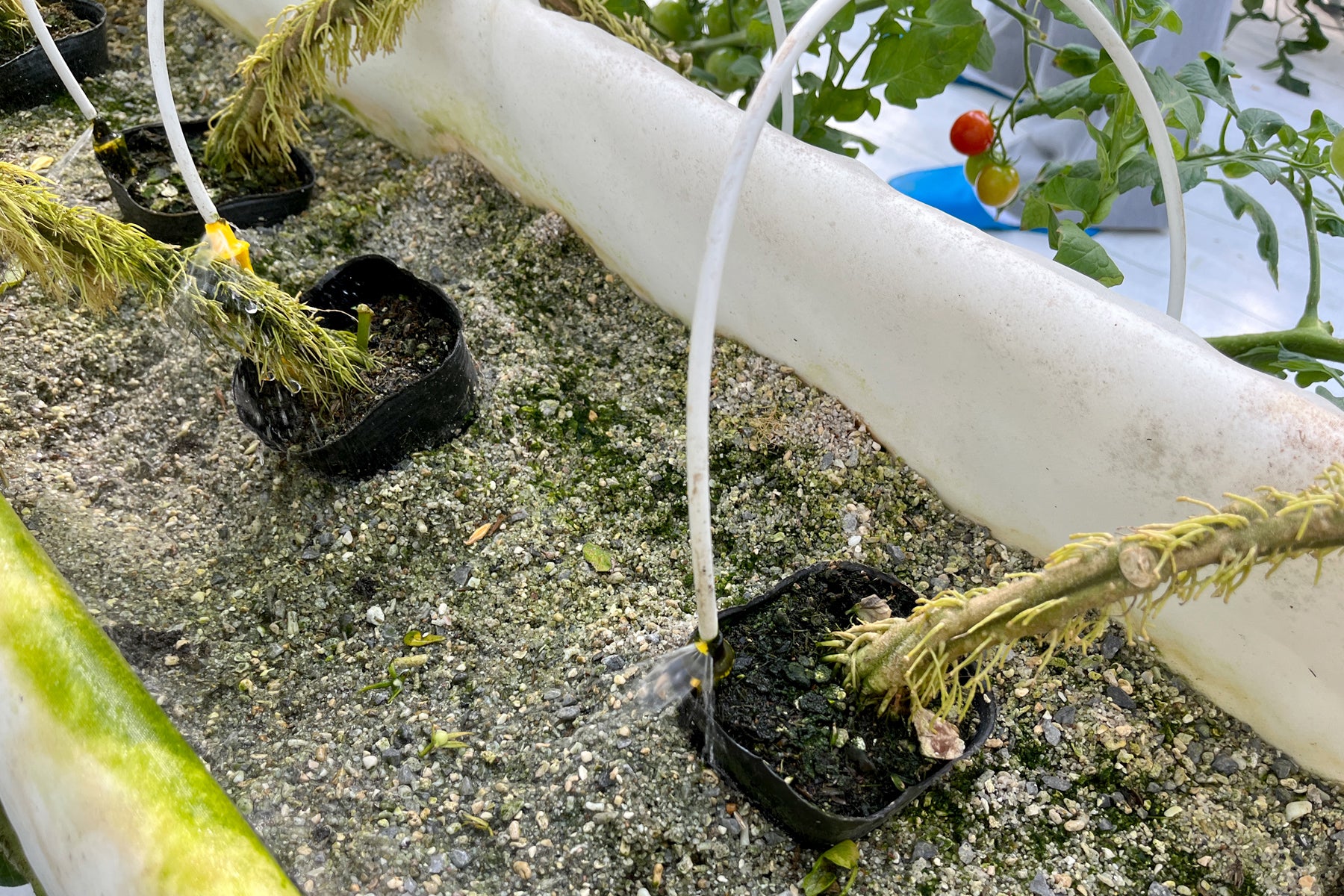 サンゴ石灰を使い、水もたっぷり与えることで美味しいトマトができる