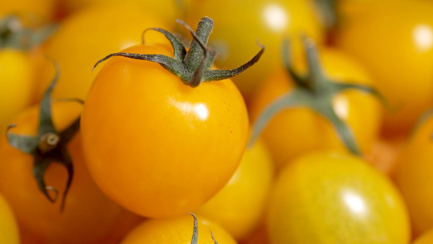 黄金色に輝くミニトマト「イエローミミ」はやさしい酸味と上品な甘みが特徴