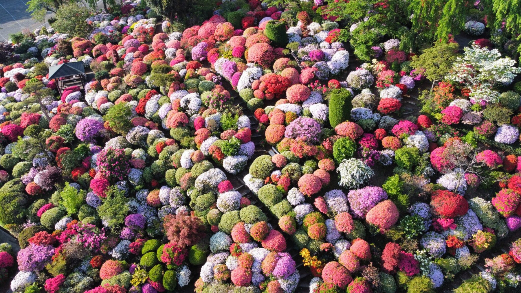 「大桑原つつじ園」では毎年4〜6月につつじを中心に5万株を超える花々が丘一面に咲き誇る