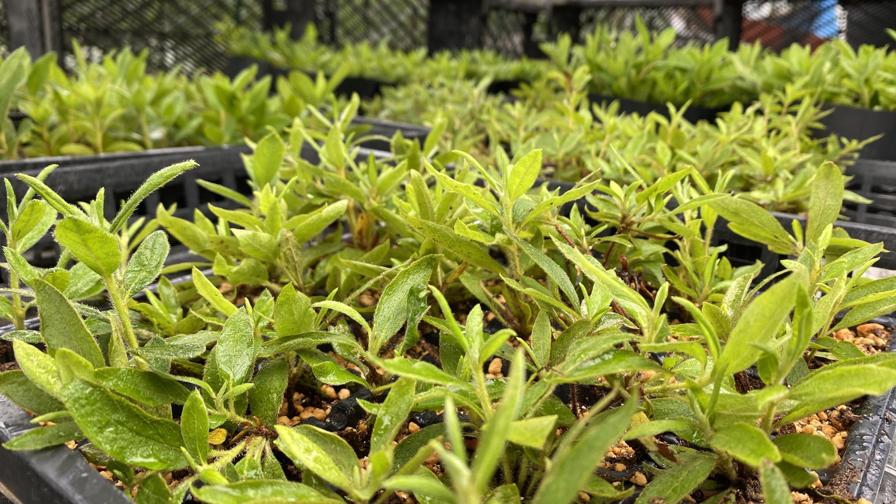 「富岡町つつじ再生プロジェクト」によるつつじの植樹の様子