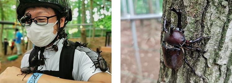 リュックを背負った男性のメガネや袖にたくさんのカブトムシがとまっている様子の写真と、園内の木の幹に立派なオスのカブトムシがとまっている様子の写真