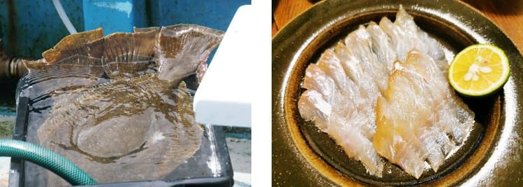 水揚げされ、トレイに乗せられた活きのいいヒラメとカレイの写真と、茶色の皿に盛りつけられた刺身の写真