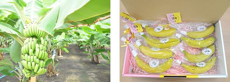 まだ青いバナナがたくさん実をつけている写真と、完熟した黄色いバナナがビニールで個舗装された写真