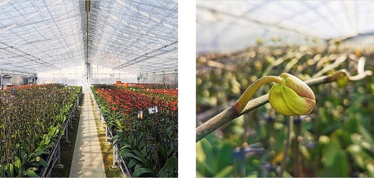 赤色の胡蝶蘭がビニールハウス内の通路の両側にたくさん咲いている写真と、沢山の胡蝶蘭を背景に、まだ緑色の胡蝶蘭のつぼみを間近で撮影した写真
