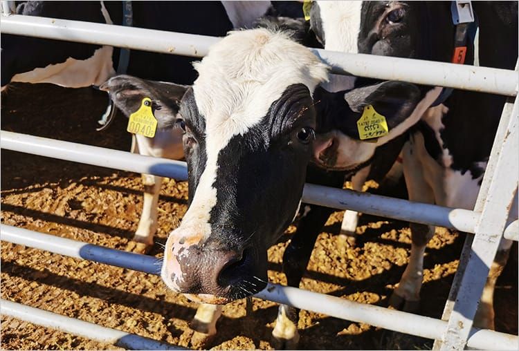 牛舎の柵から頭を出し、こちらを見る成牛のホルスタインの写真