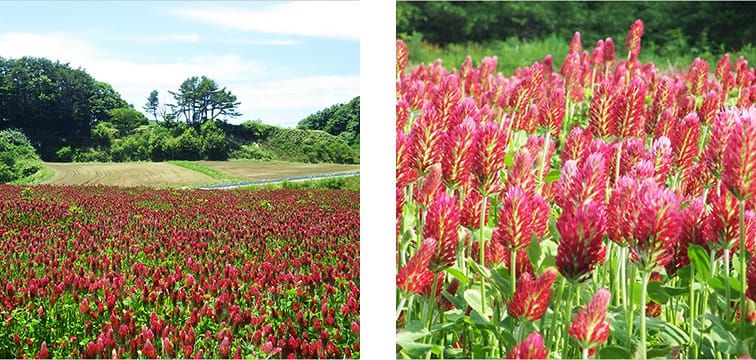 青空のした、広大な敷地一面に咲く赤色のクリムゾンクローバーの写真と、風に揺れる、たくさんの赤色のクリムゾンクローバーの写真