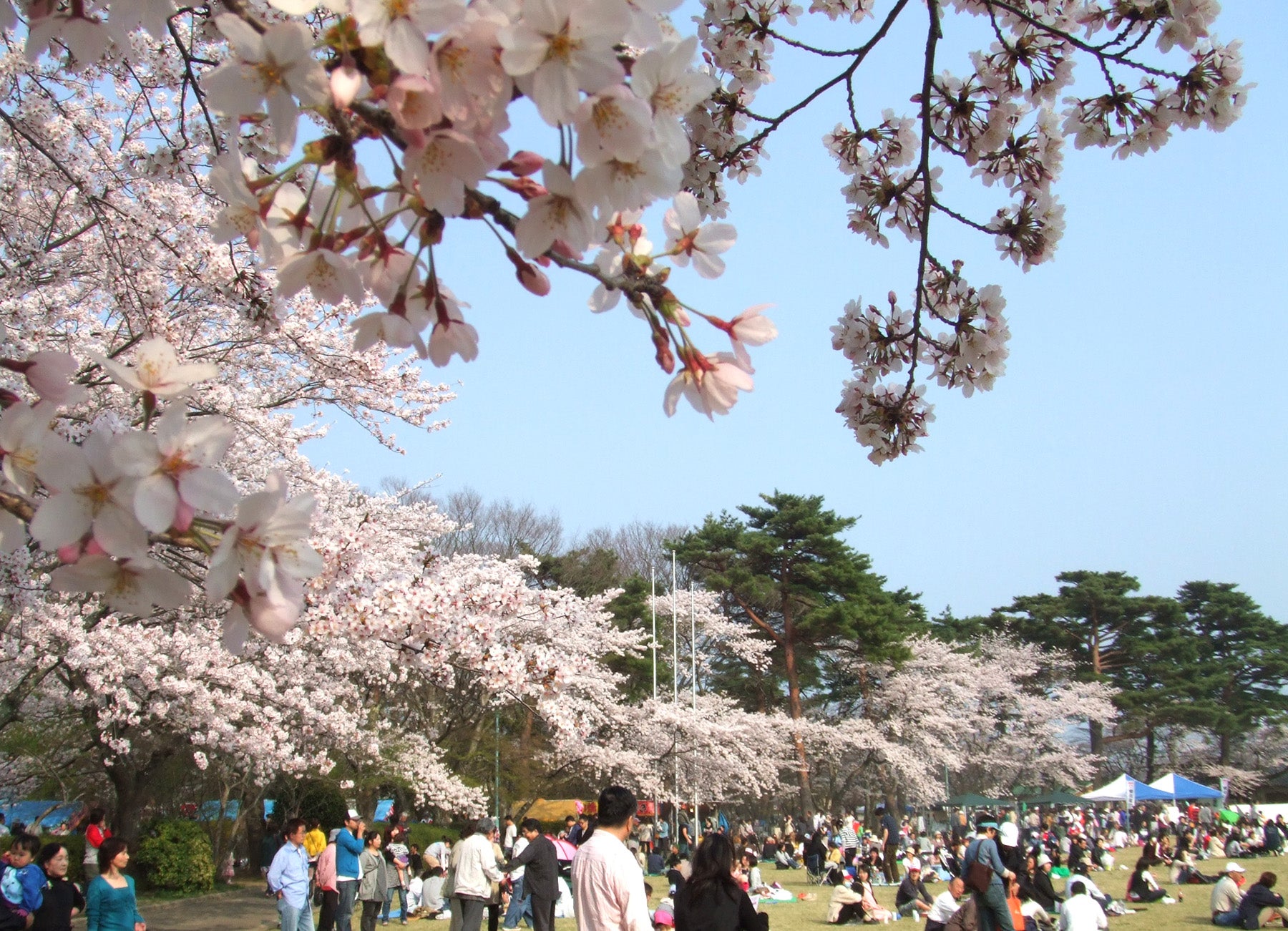 夜の森公園でのお花見の様子（震災前）