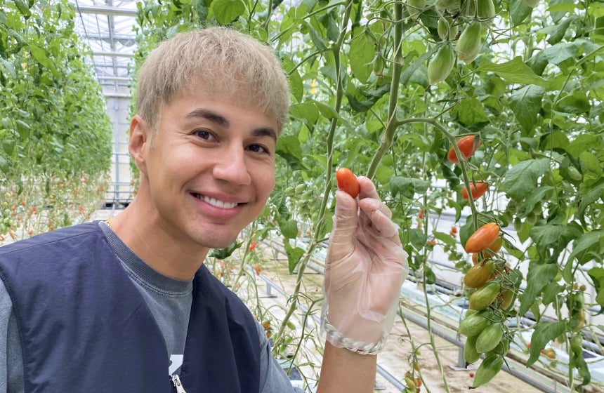 茎についたまま赤くなったトマトを収穫！