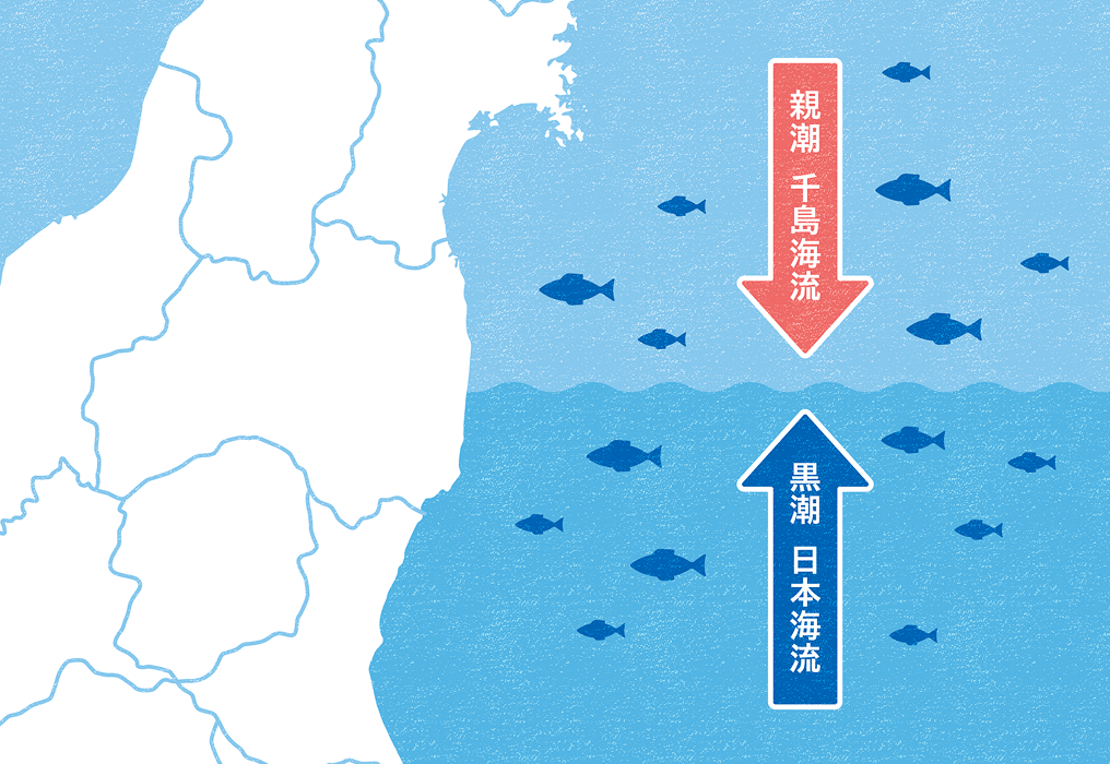 冷たい親潮と暖かい黒潮が交わる常磐沖のイメージ図
