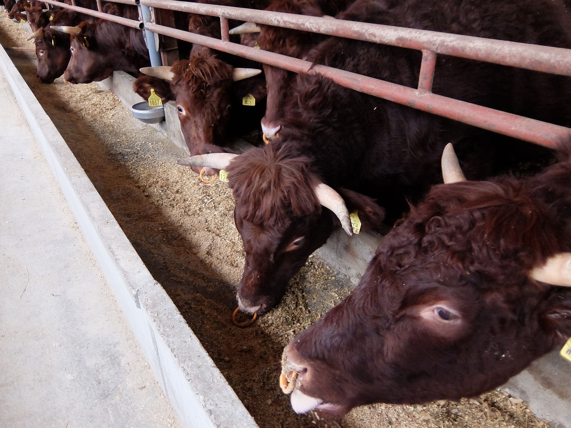 「籾米サイレージ」を食べる短角牛。畜産側ではなく、宇部川ファームのような農家が飼料を作る例は珍しい 
