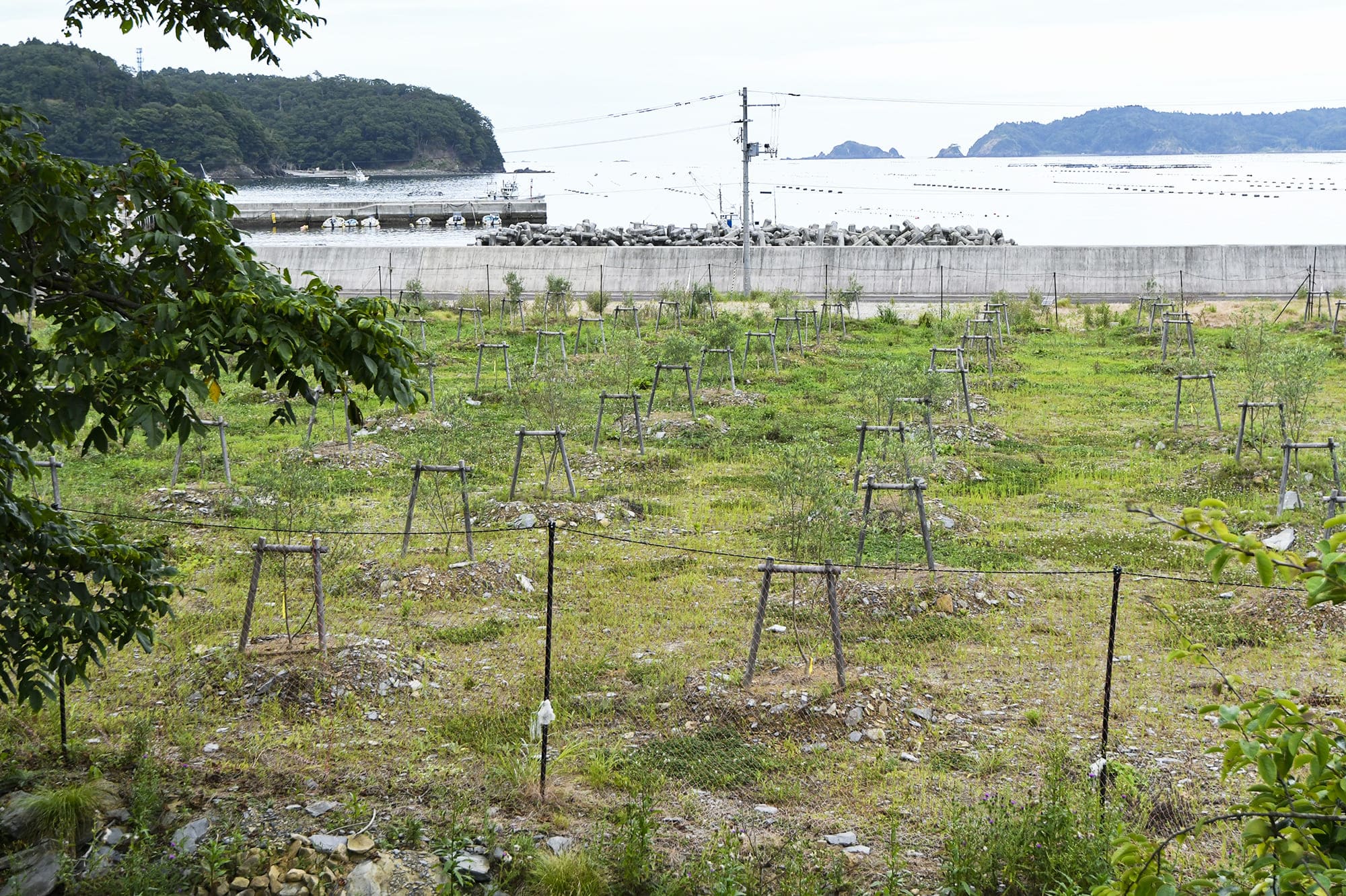ソーシオは宮城県女川町の津波跡地でオリーブ栽培を行う