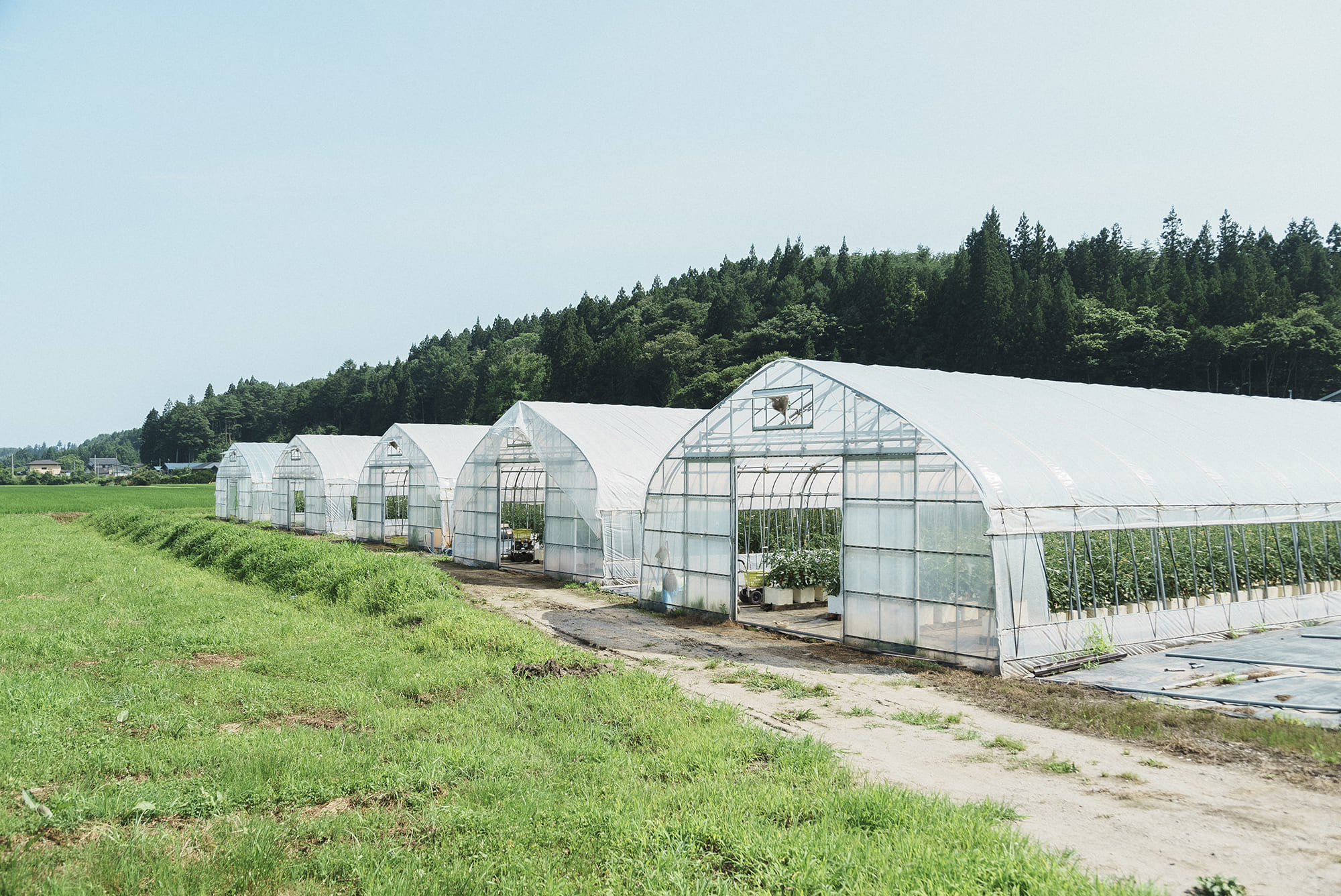 宇部川ファームの所有するビニールハウス。主にミニトマトを栽培している