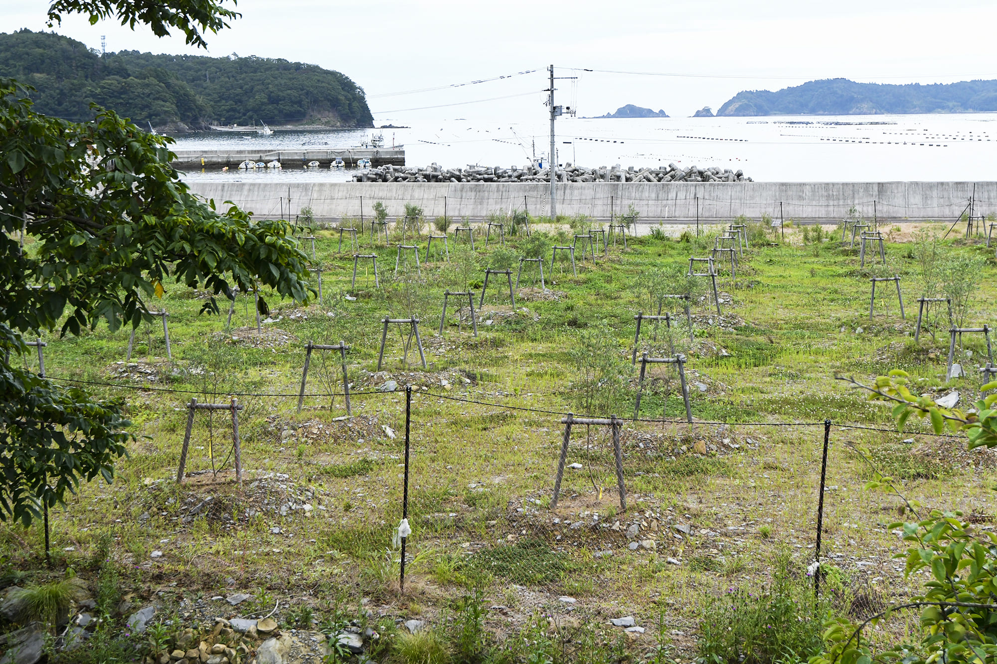 オリーブは潮風を受ける環境が好適地。潮風を受けると甘く育つといわれる