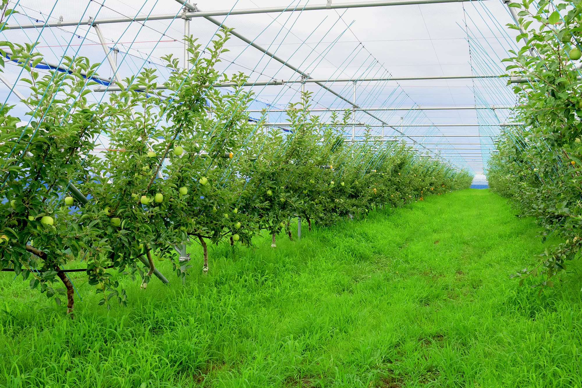 ジョイント栽培を取り入れているリンゴ園