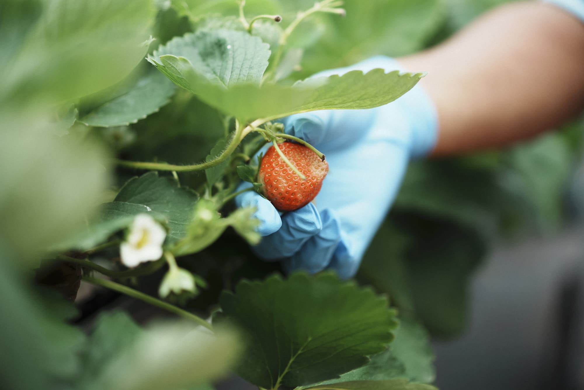 イチゴ栽培は「営農再開」の先駆け