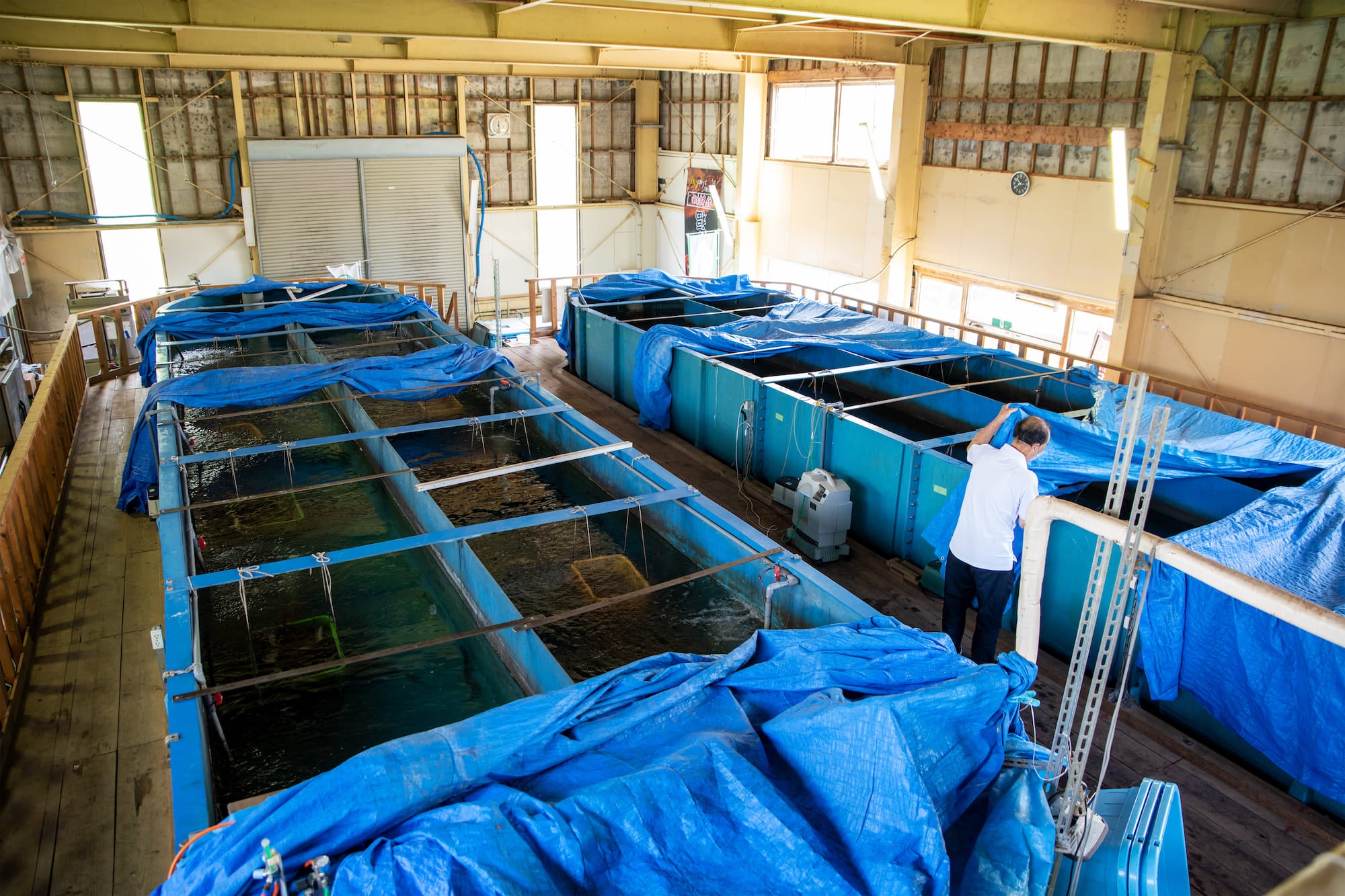 陸上の閉鎖型養殖設備での飼育では、品質が天候や環境に左右されず安定している