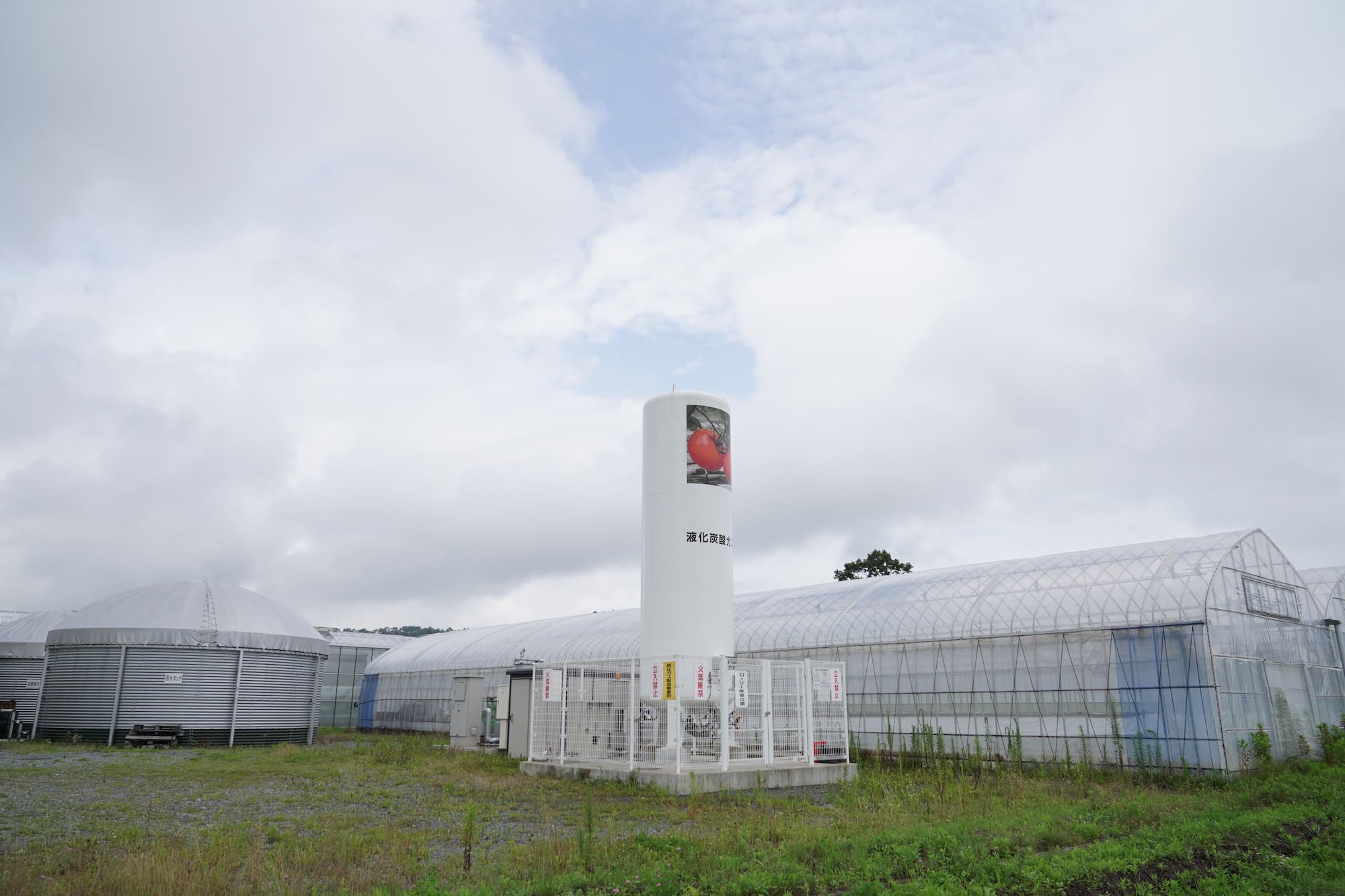 広大な敷地に設けられた施設でトマトの養液栽培が行われている