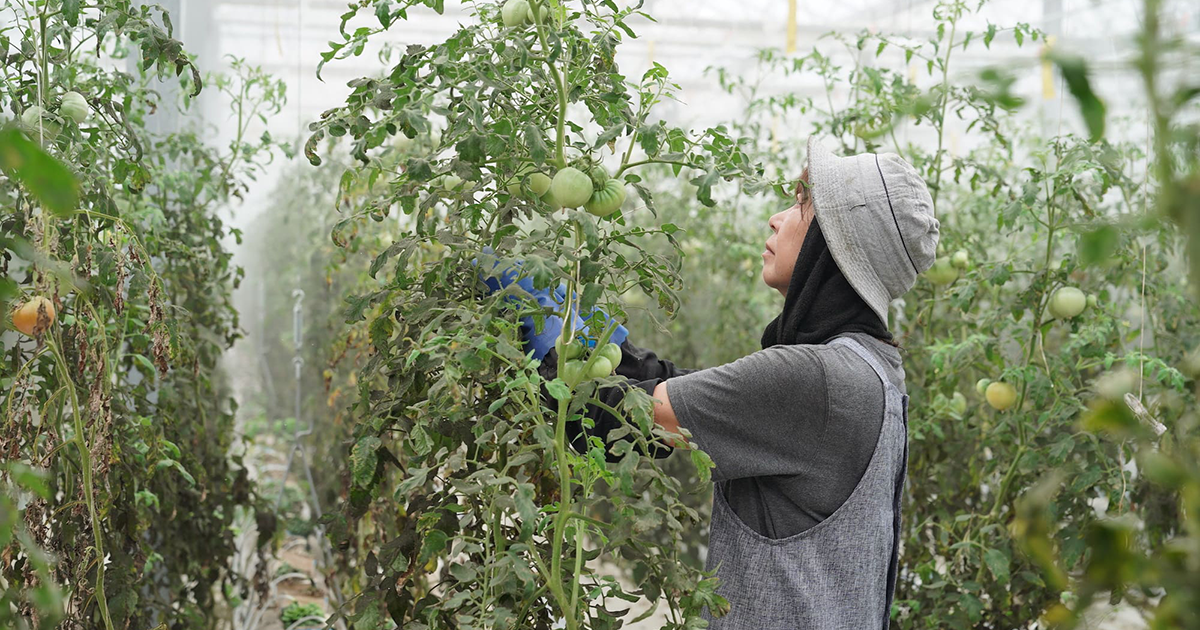 大葉農園 大葉農園 - メルカリ
