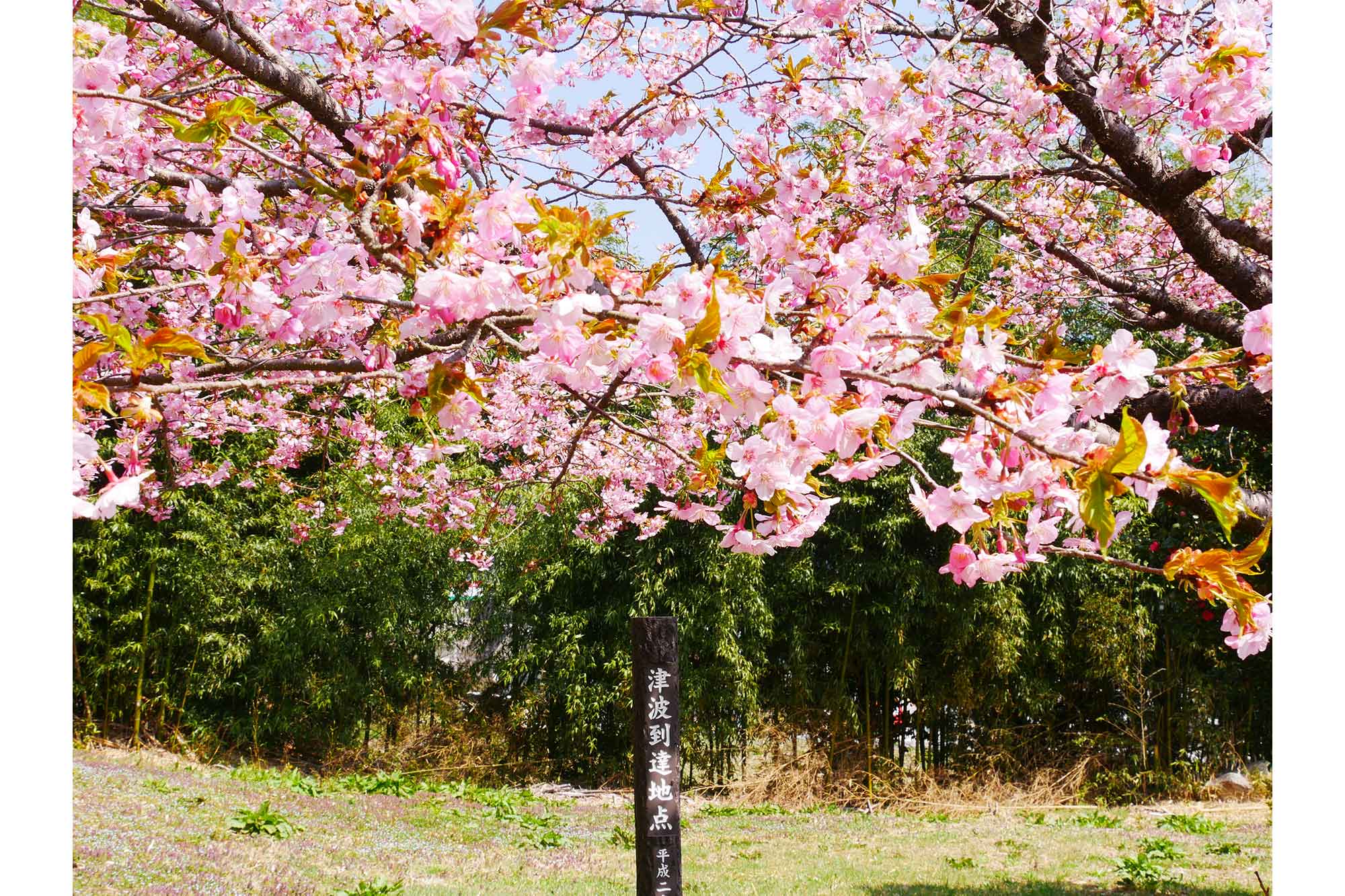 2023年4月時点で2,133本の植樹が完了。花見の名所になりつつある場所も