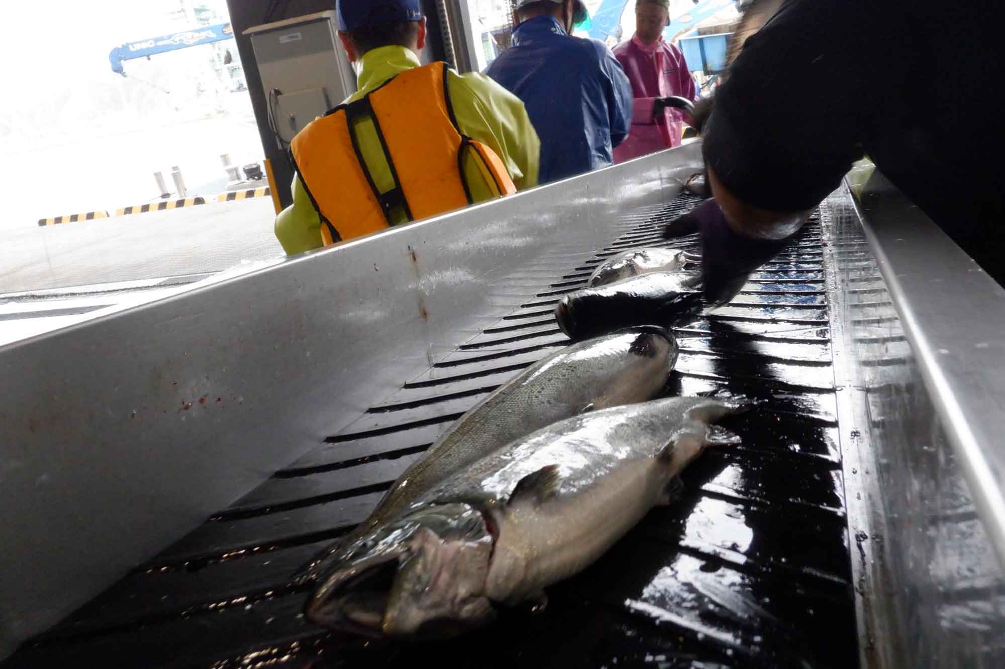 海面養殖したサクラマス