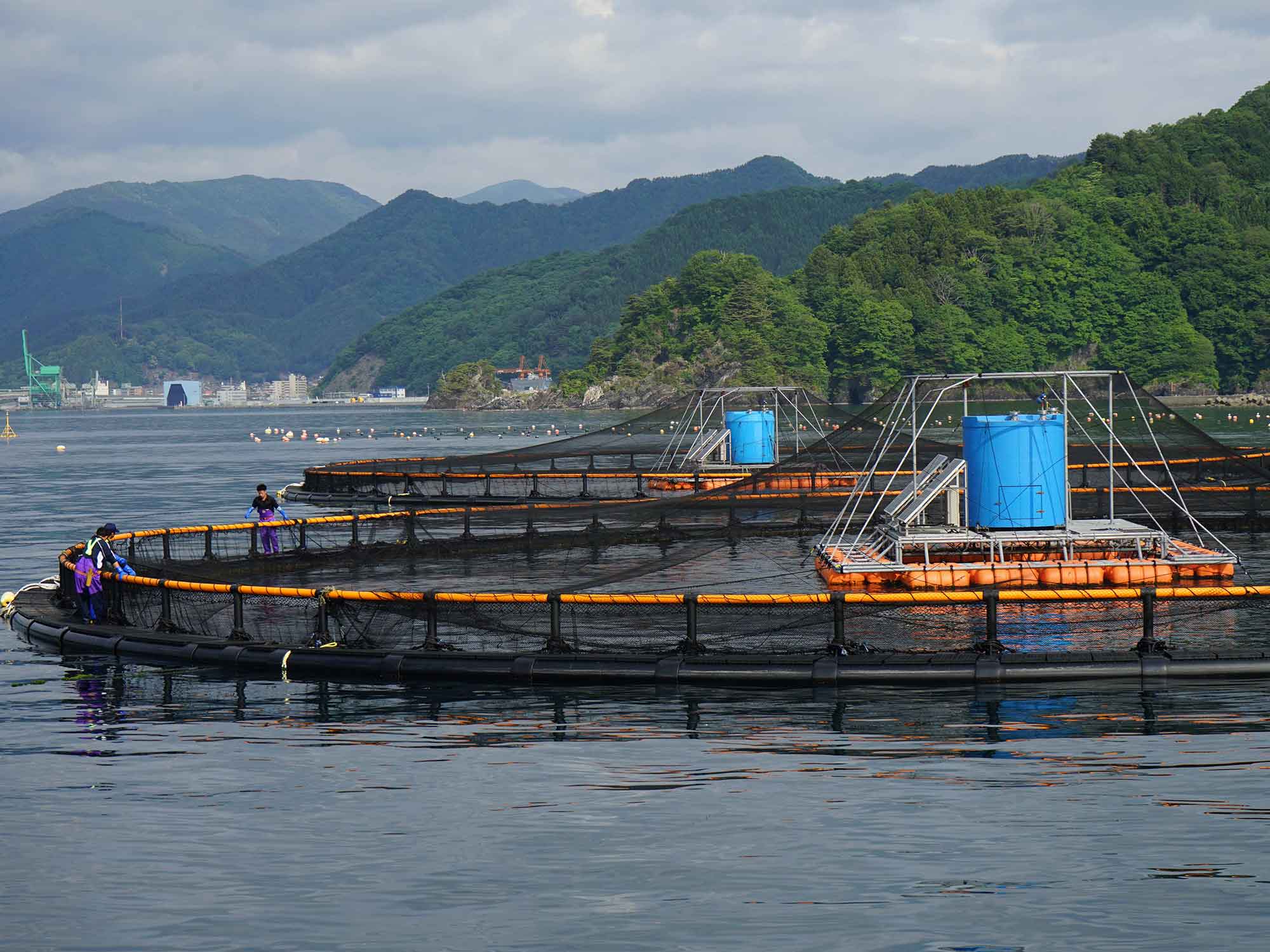 漁場拡大で経営・災害リスクを分散 海面養殖の売り上げが定置網業の2倍に