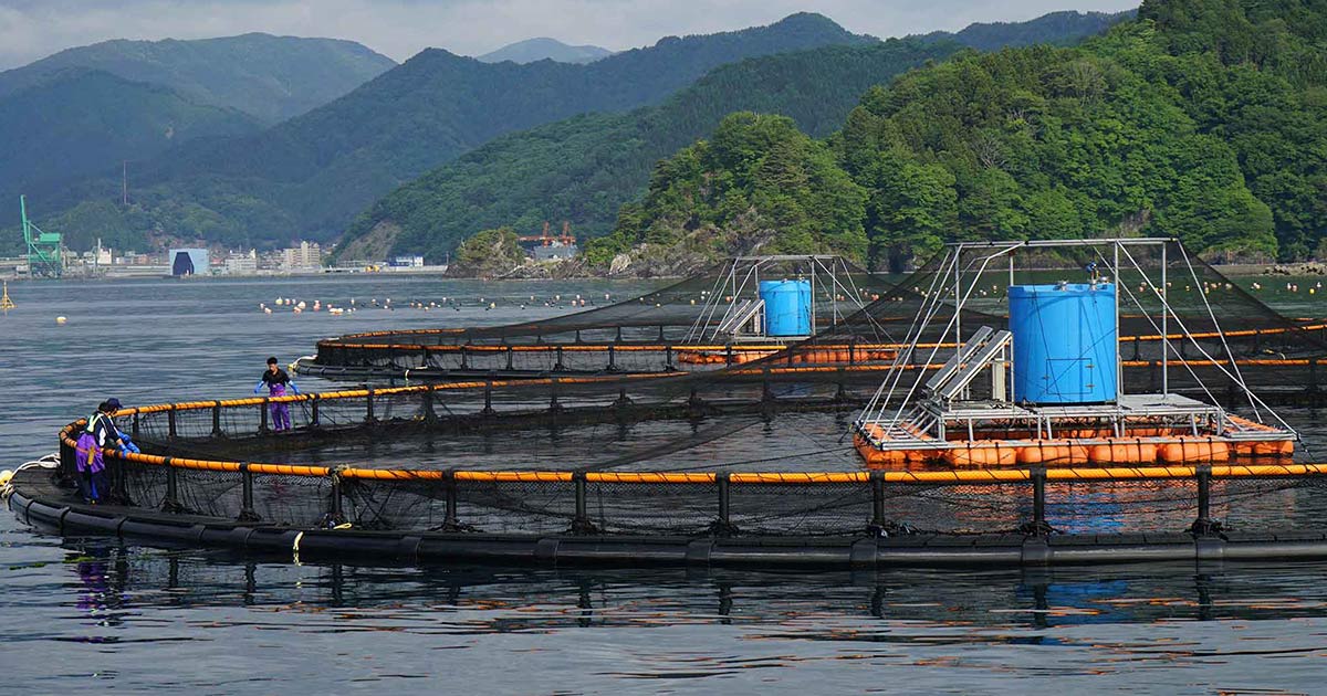 有限会社泉澤水産|最新事例|産業復興事例集