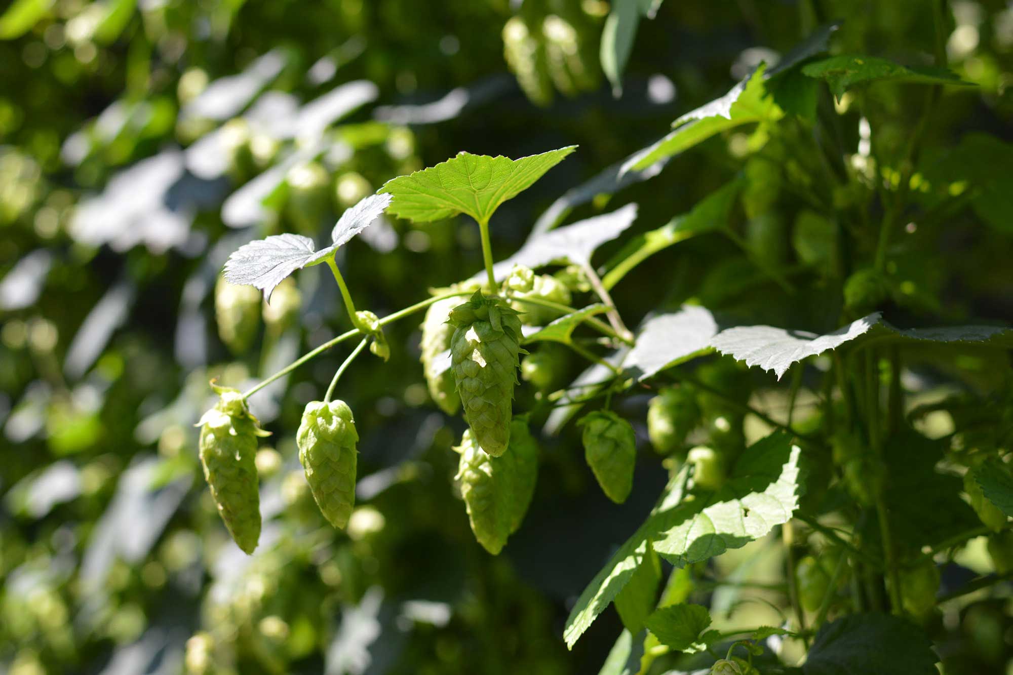 ホップのまり花。ビールに苦みや香りを与える