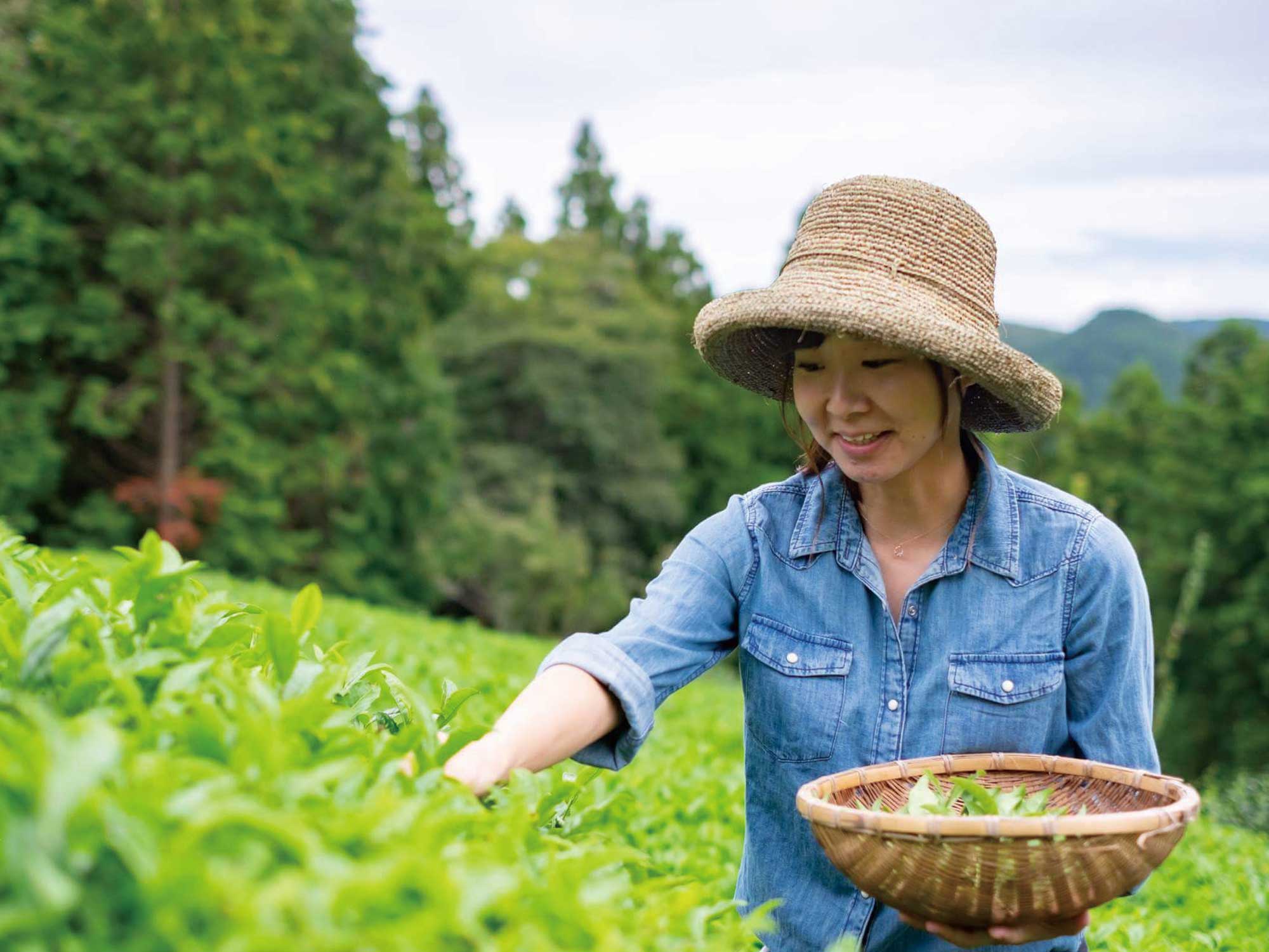 地域に残る伝統の茶葉から和紅茶を製造 新産業創出で東北を活性化