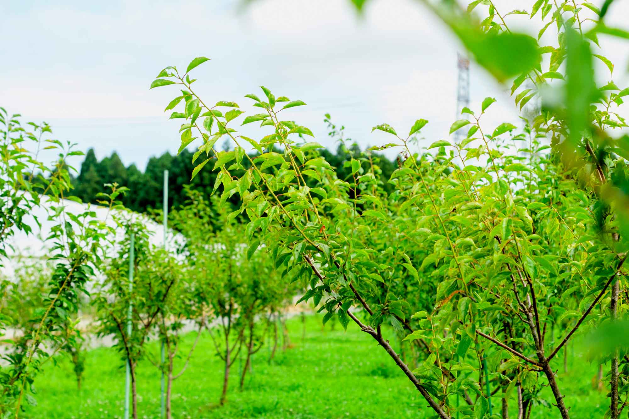 青々とした露茜の葉