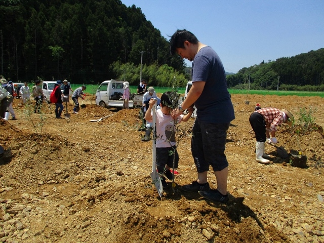 復興庁 石巻市北限オリーブ１ ５００本定植記念植樹が行われました 平成30年6月2日 石巻市