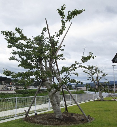 津波を被りながら生き残った「希望の桜」も移植されました